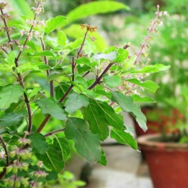 Ocimum tenuiflorum/Tulsi plant/Holy Basil (20-30 cm)