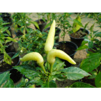 Ornamental pepper plant