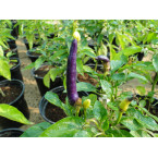 Ornamental pepper plant