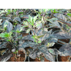 Ornamental pepper plant