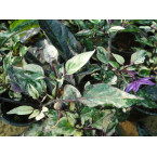 Ornamental pepper plant