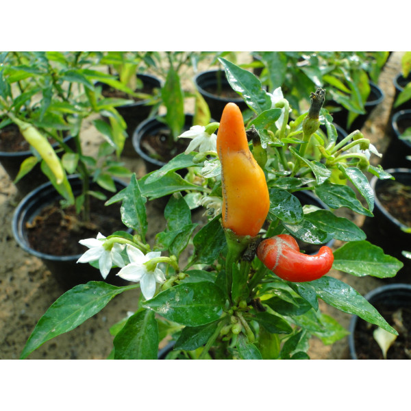 Ornamental pepper plant