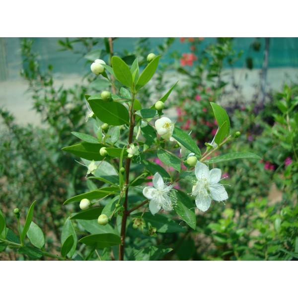 Myrtus communis “‎Myrtle” 40 – 60cm