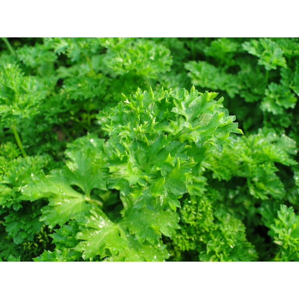 Parsley plant