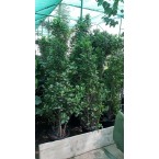 Ficus diversifolia “Cone Shape”