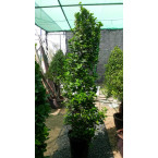 Ficus diversifolia “Cone Shape”