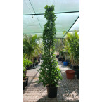 Ficus diversifolia “Cone Shape”