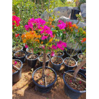 Bougainvillea Specimen “Single Head”