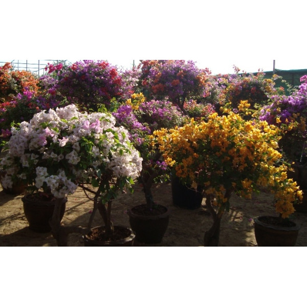 Bougainvillea Specimen “single Head”