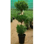 Ficus diversifolia “Three Heads”