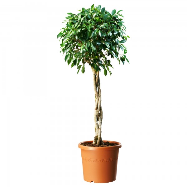 Ficus diversifolia twisted trunk topiary 1.5m