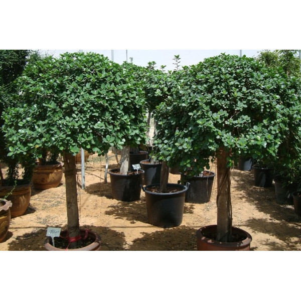 Ficus Diversifolia (rounded)