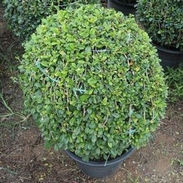 Ehretia Microphylla Or Fukien Tea Tree “ball�..