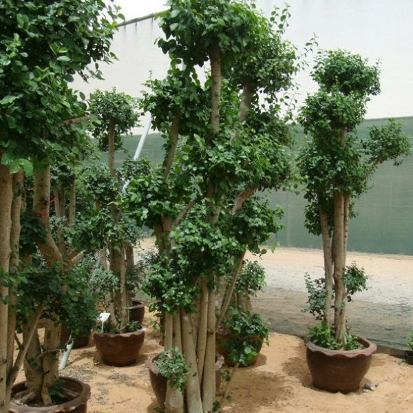 Ficus multi head