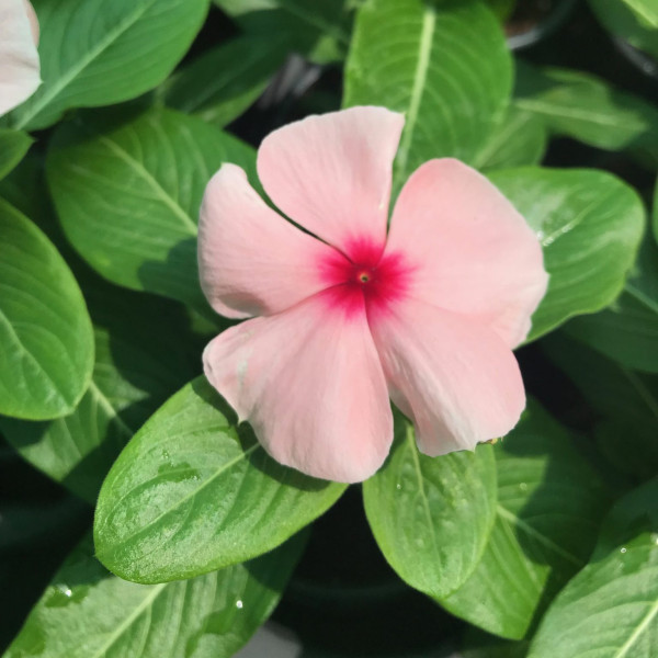 Vinca Flowers 10 – 15cm