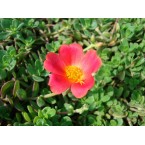 Portulaca grandiflora or Rose Moss