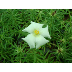 Portulaca grandiflora or Rose Moss