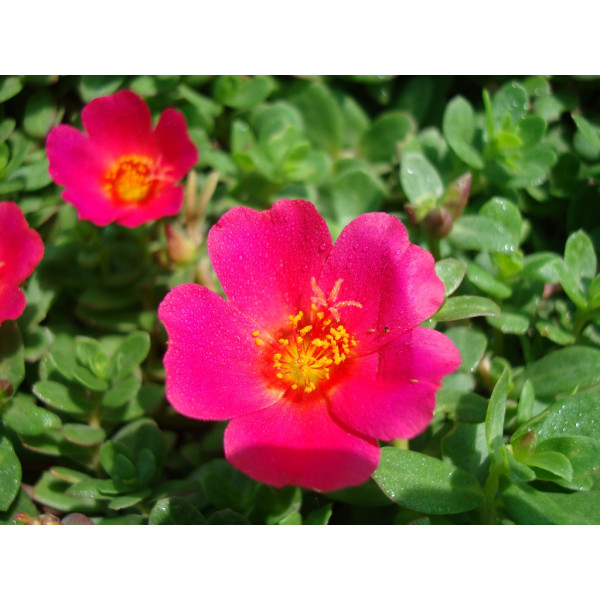 Portulaca Grandiflora Or Rose Moss