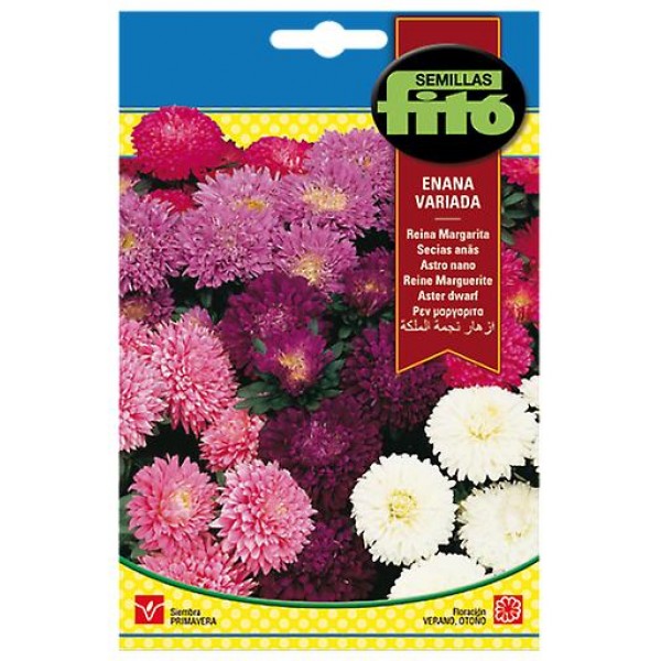 Aster Dwarf Queen Mixed – Fito