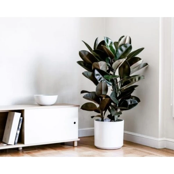 Ficus Elastica “abidjan” Or Rubber Plant