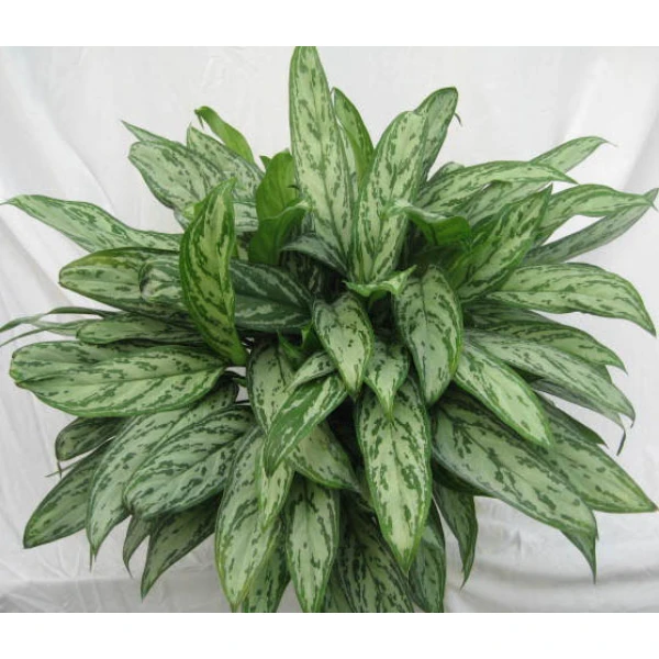Aglaonema “silver Queen” Chinese Evergreen P..