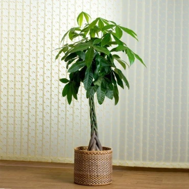 Pachira aquatica, Money Tree “Twisted Trunk” 130 – 150cm شجرة المال Pachira aquatica, Money Tree “Twisted Trunk” 130 – 150cm شجرة المال