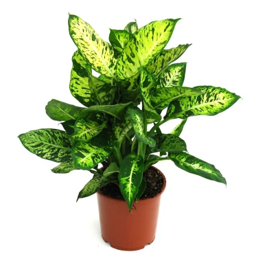 Dieffenbachia (Compacta, Dumb Cane, Leopard Lilly) Dieffenbachia (Compacta, Dumb Cane, Leopard Lilly)