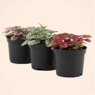 Hypoestes phyllostachya or Polka Dot Plant 5-10cm Spread Hypoestes phyllostachya or Polka Dot Plant 5-10cm Spread