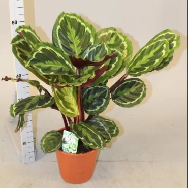 Calathea, Peacock Plant or Zebra Plant نبات زيبر ا Calathea, Peacock Plant or Zebra Plant نبات زيبر ا