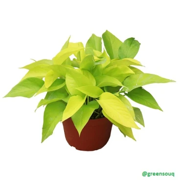 Neon Pothos (20-30 cm) Neon Pothos (20-30 cm)