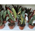 Begonia maculata or Polka Dot begonia 25 – 35cm