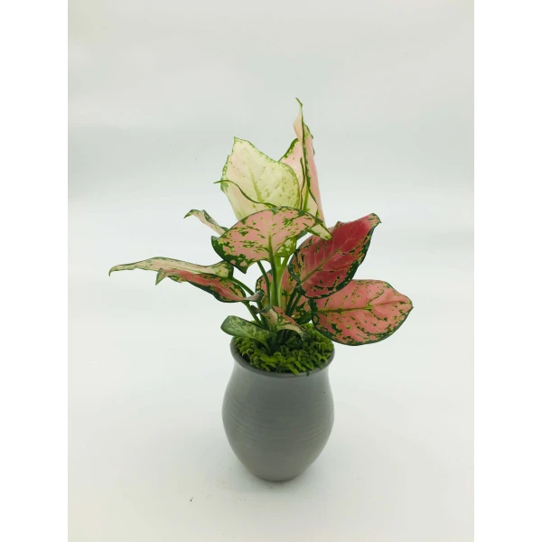 Aglonema Sp ( Lady Valentine)