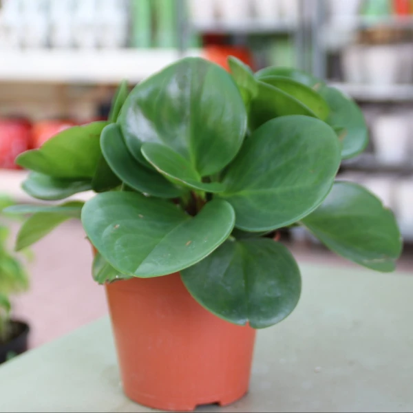 Peperomia Obtusifolia, Baby Rubber Plant Or Pepp..
