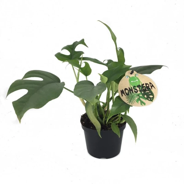 Monstera Minima Or Swiss Cheese Plant