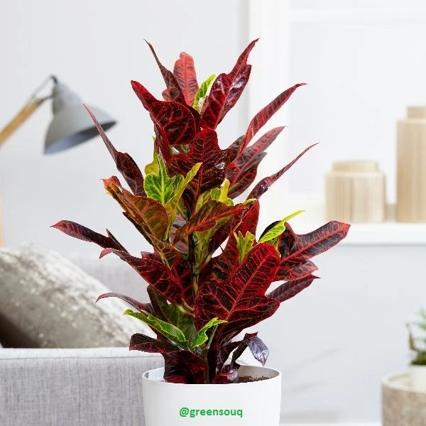 Codiaeum Variegatum (40-50 Cm)