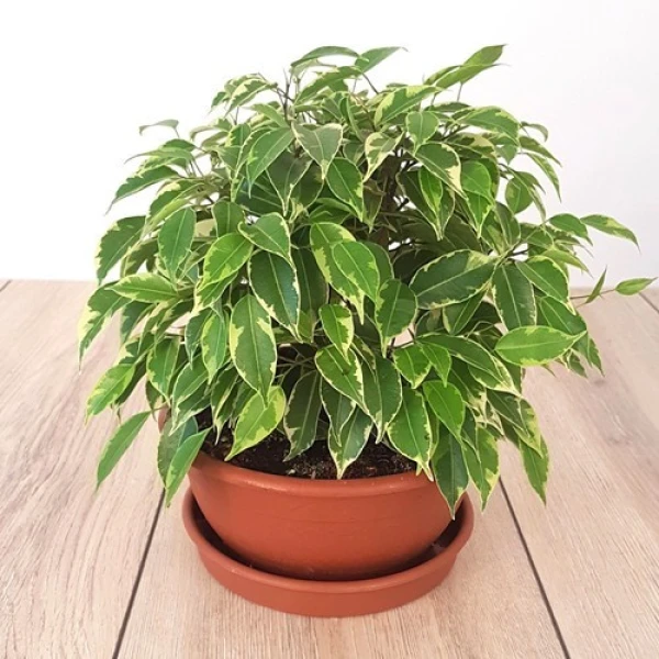 Ficus Benjamina Or Kinky