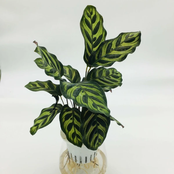 Calathea Zebrina “zebra Plant” 30-40cm