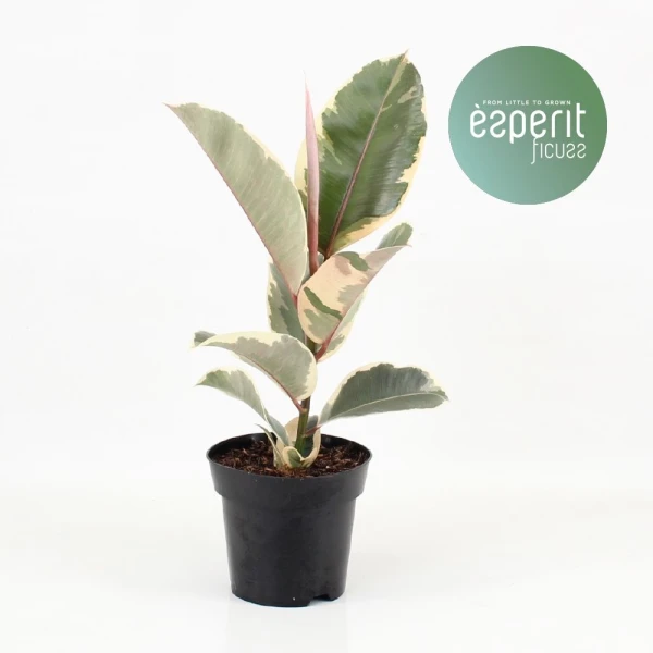 Ficus Elastic “tineke” 35 – 45cm