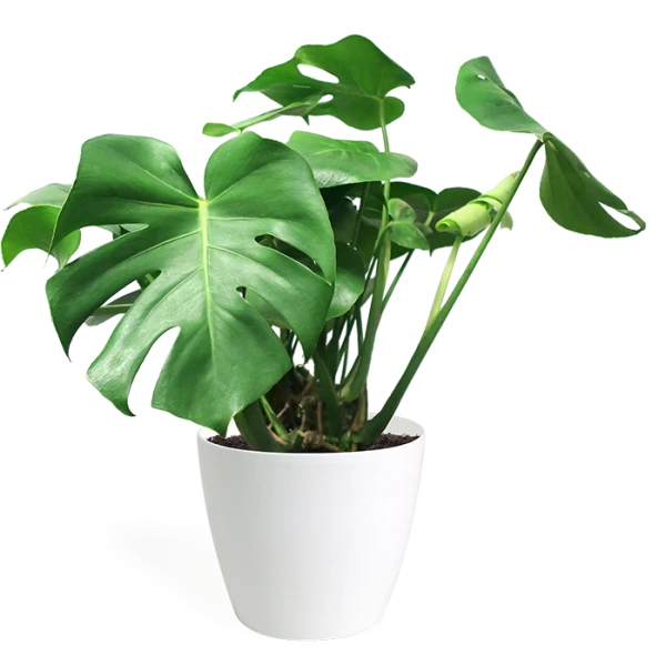 Monstera Deliciosa Or Swiss Cheese Plant Small