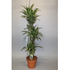 Dracaena fragrans deremensis “Ulises”