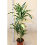 Dracaena fragrans deremensis “Ulises”