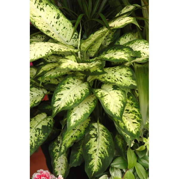 Dieffenbachia Seguine Or Maroba