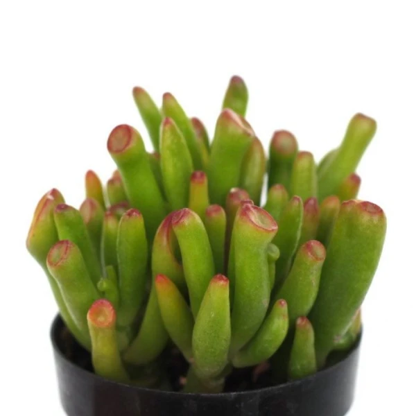 Crassula Ovata ‘hobbit