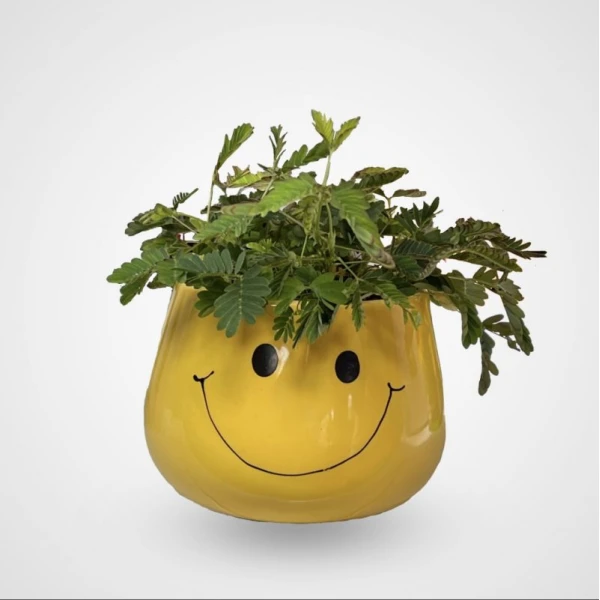 Mimosa Pudica Or Touch-me-not 10-15cm