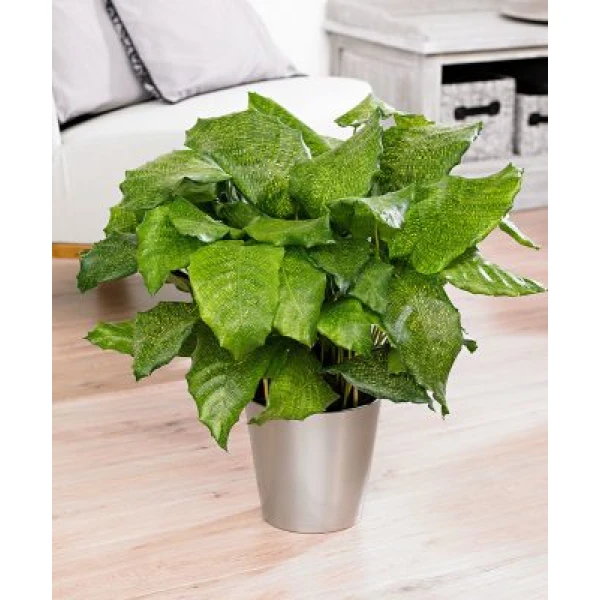 Calathea Mosaica “network”