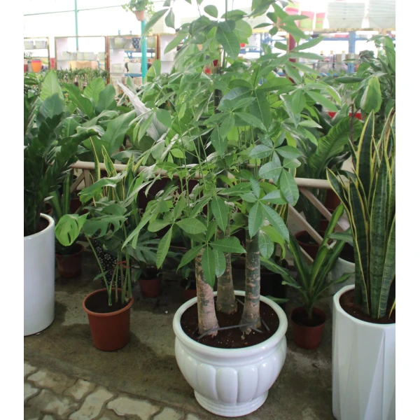 Pachira Aquatica, Money Tree 70-100mm Dia “tri..