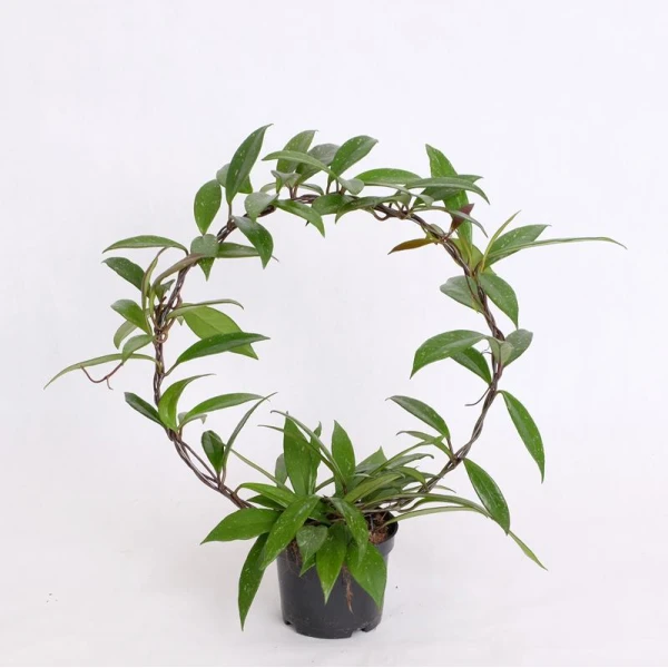 Hoya Publicalyx 25-30cm