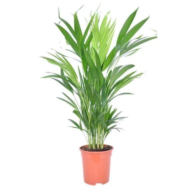 Areca Small...