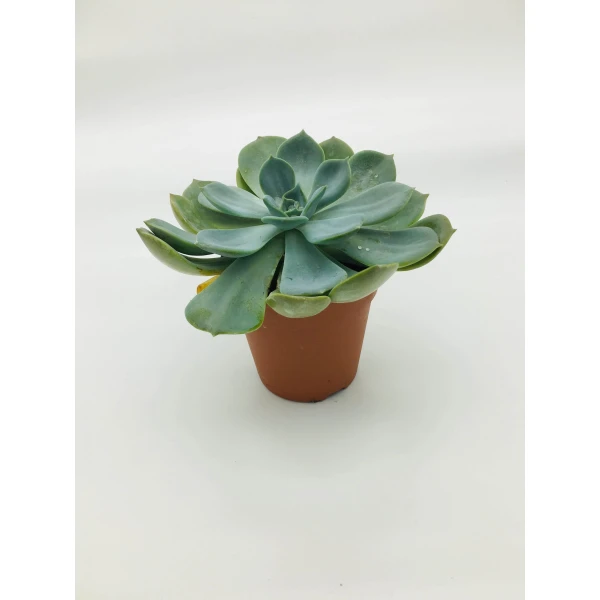 Echeveria Succulent
