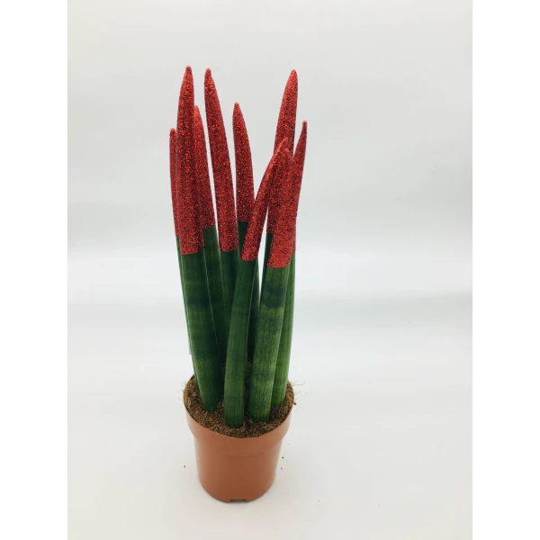 Sansevieria Cylindrica Or African Spear 30cm